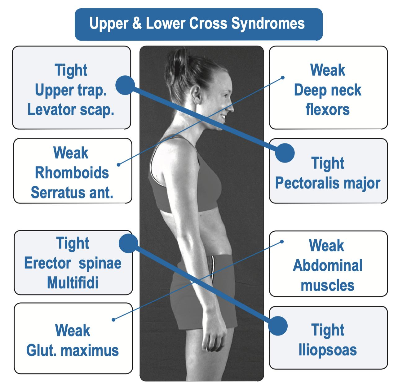 Lower erector spinae online stretch